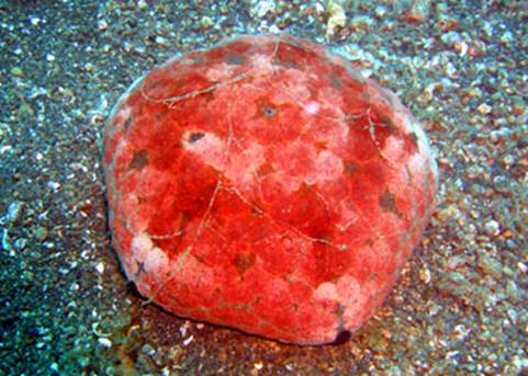 ǣCulcita novaeguineae