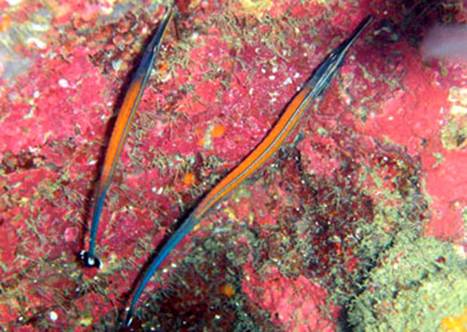 ìǺǿìǺ Doryrhamphus pessuliferus