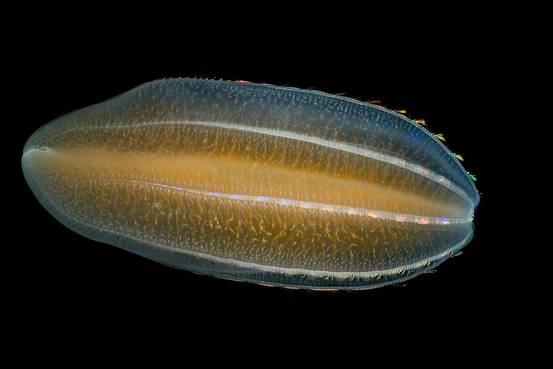 Ctenophore Beroe Cucumis Showing Photograph by Ingo Arndt
