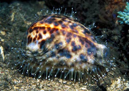 Cypraea tigris1