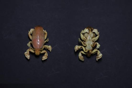 ͷзRaninoides intermedius