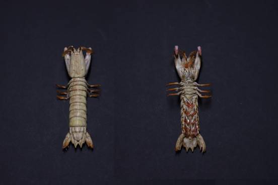 ָϺGonodactylus chiragra