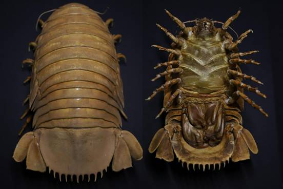 Bathynomus giganteus