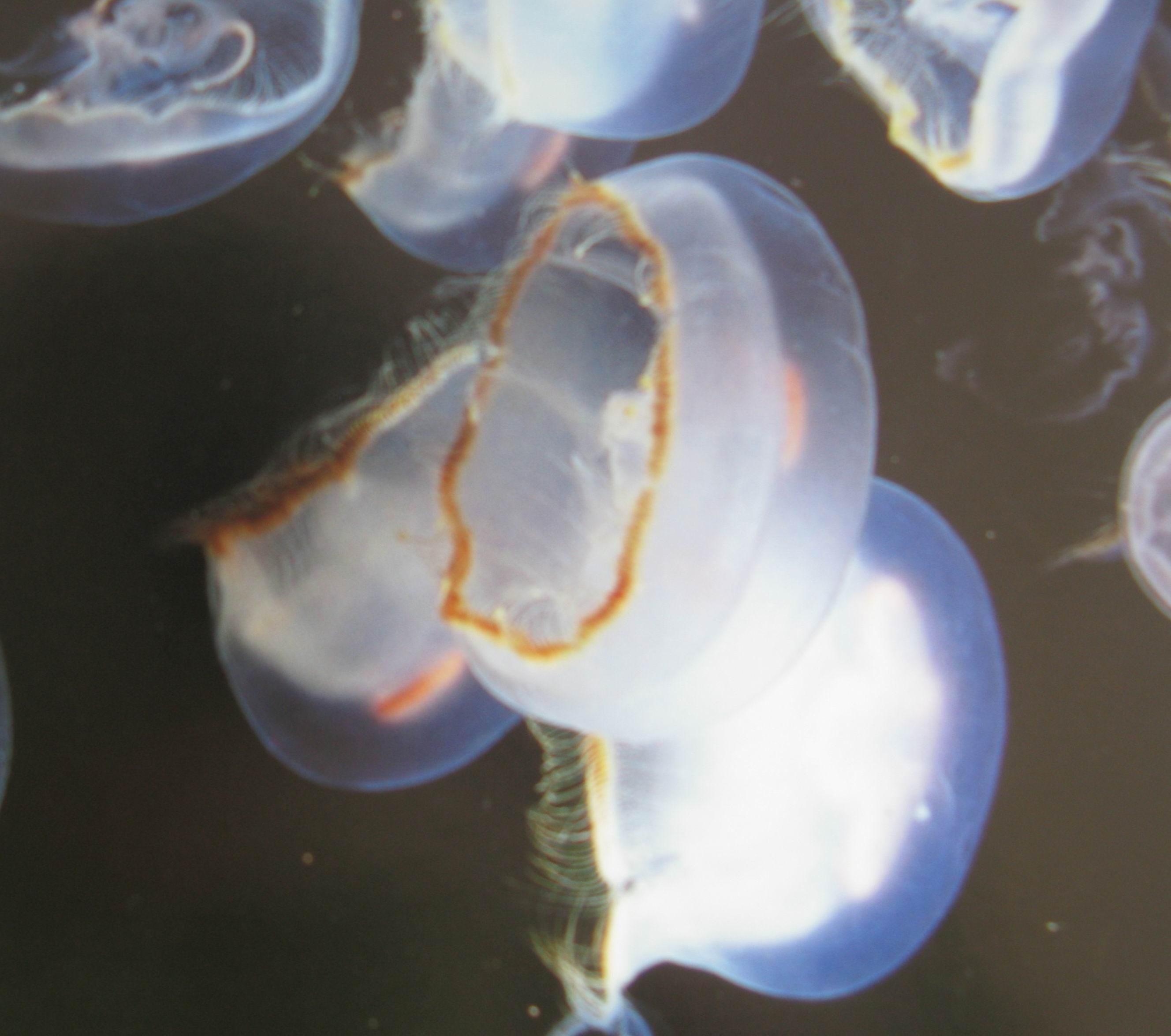 棕缘海月水母 aurelia limbata