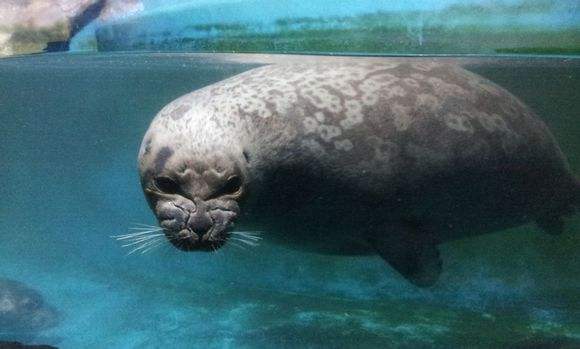 中文别名北欧海豹、嗜冰海豹、圈海豹。属于哺乳纲、鳍脚目,海豹科、海豹属。体较小,成体背部深灰,具灰白色环斑,腹面一般银白,无深色斑。主要以鳕科鱼、端足类、磷虾等节肢动物为食,食物组成随季节和地区不同而有显著差异。