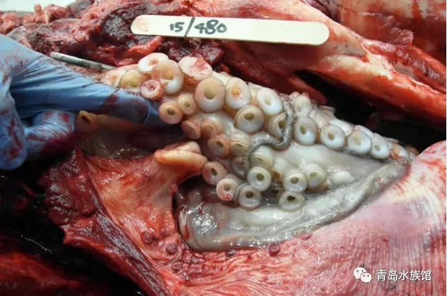 章鱼首次发现因为吃动物而窒息而死的鲸豚类人类印太瓶鼻兔子莒县海豚头图片