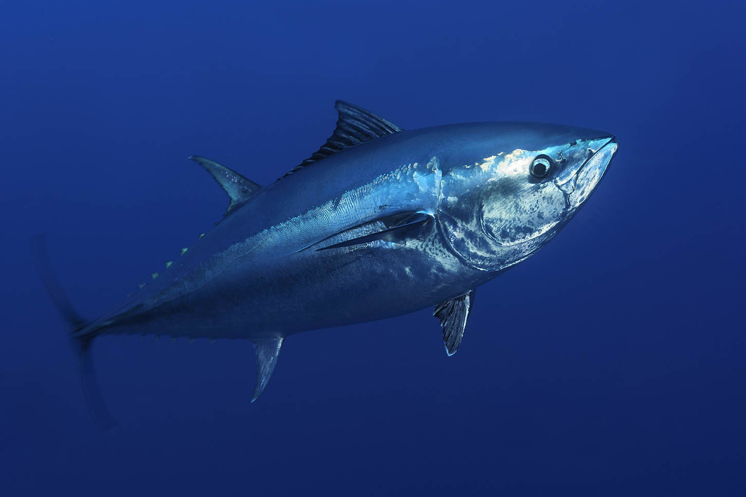 黄鳍金枪鱼多少钱一斤（世界上最昂贵的鱼） - BAT日报